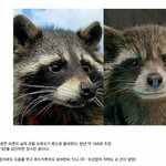 [드루와] 가디언즈 오브 갤럭시 <b>로켓</b> 역 오레오 사망