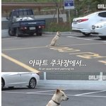 [마이갤] 집 나간 후 아파트 주차장에서 <b>주인</b>만 올려다보는 개