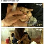 [모두드루와] 연예인 고양이 <b>확대</b>사건