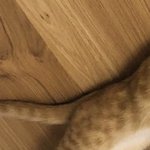 [고양이] 개새의 시대는 갔어.....