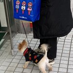 [강아지] <b>동물</b>병원 앞 울집 댕댕쓰