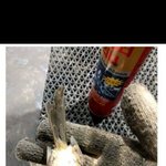 [드루와] 창문에서 부딪혀서 기절한 <b>뱁새</b>본 후기.jpg