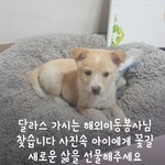 [강아지] 해외이동봉사 부탁드립니다