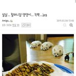 [댓글부탁해] <b>설날</b> 할머니집 댕댕이 직찍.jpg