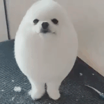 [댓글부탁해] 댕댕이 <b>하프</b>물범컷.gif