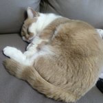 울집 <b>애용</b>이 보구가