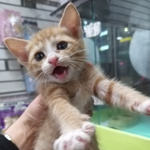 <b>애용</b>이 이름 추천해종