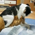 <b>일</b>로<b>왕</b> 뽀뽀하게