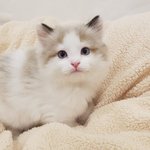 [댓글부탁해] <b>투명</b>렌즈
