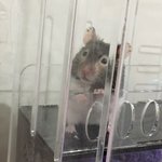 우리 햄찌 맨날 멍 <b>때림</b>