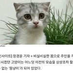 때문에 3달간 친구에게 맡긴 고양이가 `<b>확대</b>` 받고 있었습니다”