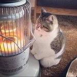 [댓글부탁해] <b>난로</b> 쬐는 고양이
