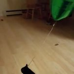[모두드루와] <b>풍선</b>에 푹 빠진 고양이.gif