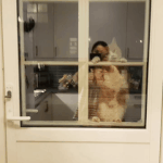 [고양이] (<b>폴로</b>) 혼자보기 아까워서 올립니다 ㅋㅋ
