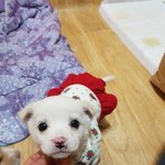 [강아지] 3개월 쪼꼬미 입양<b>완료</b>