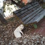 [강아지] 앞다리골절 보아가 출산을 했습니다