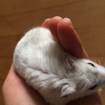 우리집 <b>햄스터</b> 되게 똑똑하다