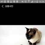 [댓글부탁해] 얘들아 <b>애견</b> 선글라스 뭐가 제일 멋있는지 골라줭