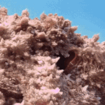 [모두드루와] 문어의 위장술.<b>gif</b>