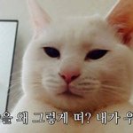 [댓글부탁해] 머리기르는중인데 <b>염색</b> 해말아 ㅈㅂ