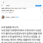 [이것좀봐줘] 이 늑대다큐 뭔지 아는 분!! 저는 정말 <b>간절</b>함니다!!!!