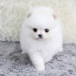 [ㅅㅂ] 시1발 <b>윗집</b>에 개짖는소리 ㅈ같네