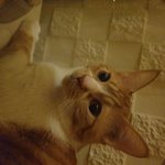 [고양이] 날개의 예쁨과 <b>열매</b>의 귀여움 뿜뿜