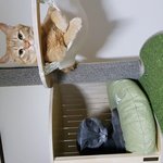 [고양이] 울집 <b>고앵이들</b>ㅠㅠㅠ 자랑하고픔