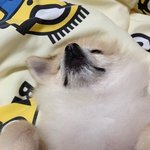 [강아지] 광복절 멍뭉 뽕숙