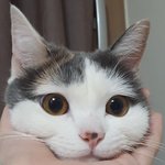 [드루와] 애들아 나 복숭아꽃<b>스킬</b> 해볼게