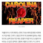 고추 오<b>지네</b>;;;;