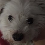 우리강아지 무지개다리 건넜어