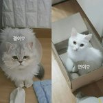 [고양이] 페르시안친칠라 성장일기『1』