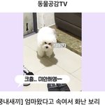 <b>푸들</b>이 그렇게 사람 같다는데