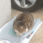 길냥이 감기 걸렸는데 어떡함ㅜ