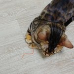 우리 고앵이 좀 봐ㅋㅋㅋㅋ