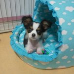 [강아지] 우리집 얼굴천재 ?보고가세요 ㅎㅎㅎ