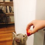 [댓글부탁해] <b>딸기</b> 좋아하는 고양이들 없니...?