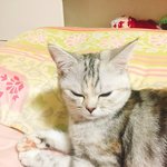 [드루와] 다들 <b>울</b><b>집</b>고양이 좀 보고가