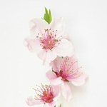 [조언부탁해] <b>랜챗</b>에서 만난 애를 좋아해