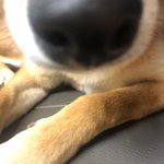 [꼬랑단] <b>노아</b>왔꼬☺