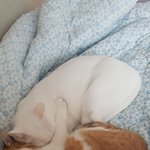 [댓글부탁해] 너네 초경하고 <b>몇센치</b>컸냐