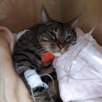 [이것좀봐줘] 제발 저희집 고양이를 살려주세요 ㅠㅠ