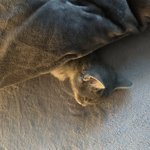 [고양이] +추가)혼자보기 아까운 <b>내새</b>꾸 보고가라옹