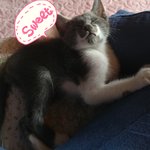 [고양이] 우리집 냥이 보고 가세요~!!