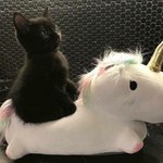 [댓글부탁해] <b>니</b><b>넨</b> 무슨 고양이 조아함?