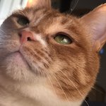 [고양이] 까칠냥 <b>토리</b>의 눈빛