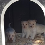 [강아지] 보호소에서 태어난 3남매