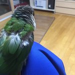우리<b>집</b> 짹짹<b>이</b> 개웃겨ㅋㅋ