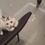 내본진이 <b>사업</b>한대!!! (고앵이강아지사진ㅇ)
